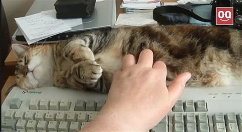 Can You Buy a Website Domain Forever? And Why Do Cats Love Keyboards?