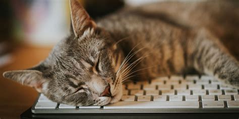 Is Being a Software Engineer Hard? And Why Do Cats Always Sit on Keyboards?