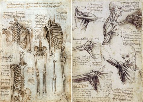  Leonardo da Vinci: Anatomist –  A Riveting Journey Through Renaissance Art and Scientific Inquiry